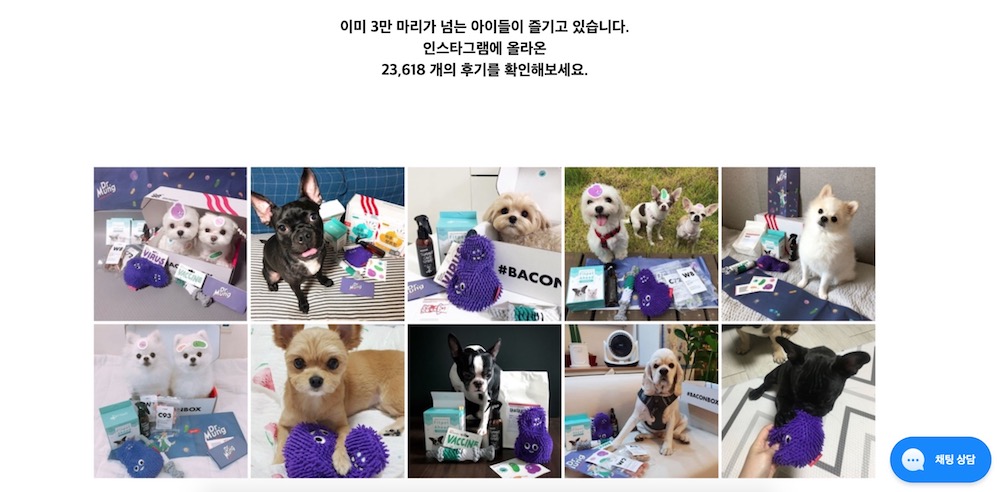 배이컨 박스 사이트 강아지 사진